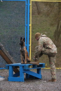 КІНОЛОГИ ПОЛКУ АЗОВ ВІДВІДАЛИ НАВЧАЛЬНО-ТРЕНУВАЛЬНІ ЗБОРИ ТА ОТРИМАЛИ РОБОЧІ СЕРТИФІКАТИ