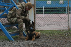 КІНОЛОГИ ПОЛКУ АЗОВ ВІДВІДАЛИ НАВЧАЛЬНО-ТРЕНУВАЛЬНІ ЗБОРИ ТА ОТРИМАЛИ РОБОЧІ СЕРТИФІКАТИ