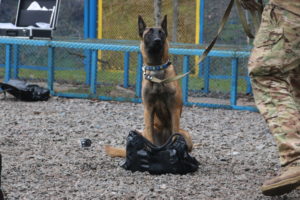 КІНОЛОГИ ПОЛКУ АЗОВ ВІДВІДАЛИ НАВЧАЛЬНО-ТРЕНУВАЛЬНІ ЗБОРИ ТА ОТРИМАЛИ РОБОЧІ СЕРТИФІКАТИ